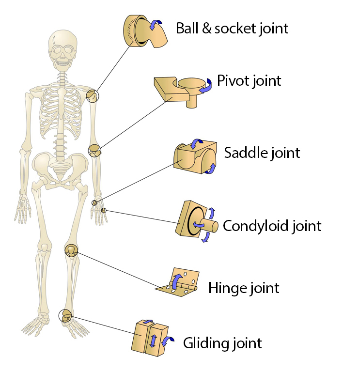 synovial joints - see text on left for details